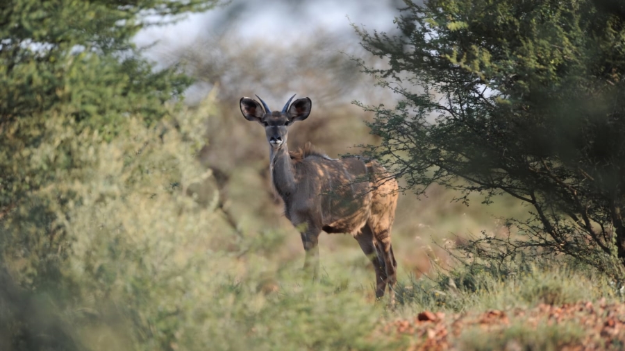 Commercial Property for Sale in Barkly West Rural Northern Cape